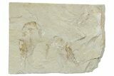 Two Cretaceous Fossil Shrimp - Lebanon #353574-1